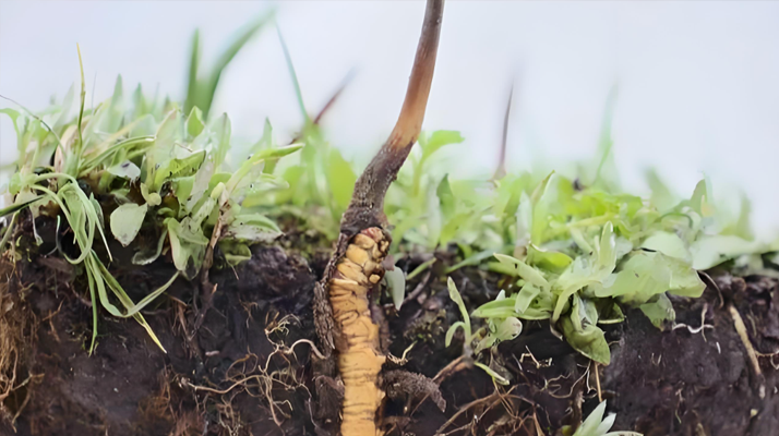 冬蟲(chóng)夏草鮮草：鮮活的生命力，至臻的養(yǎng)生之選