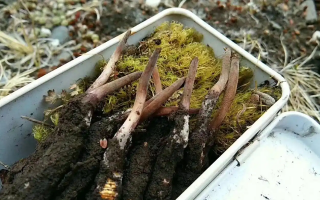 冬蟲夏草鮮草季：邂逅高原至寶，開啟健康滋養(yǎng)新體驗