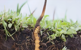 冬蟲夏草鮮草：鮮活的生命力，至臻的養(yǎng)生之選