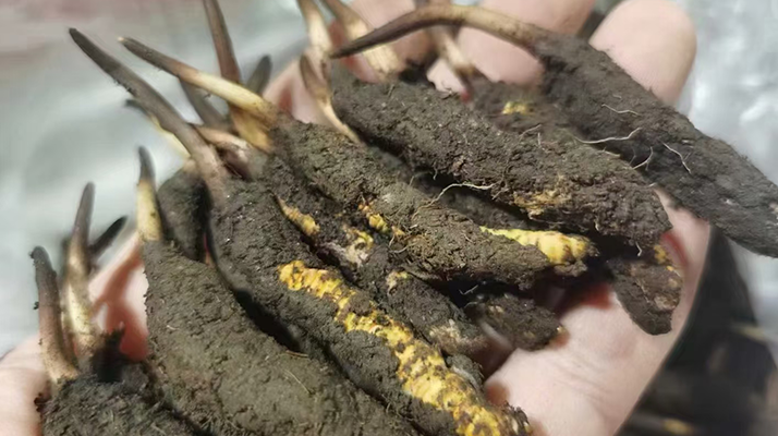 4月:新鮮冬蟲夏草批發(fā)正當時