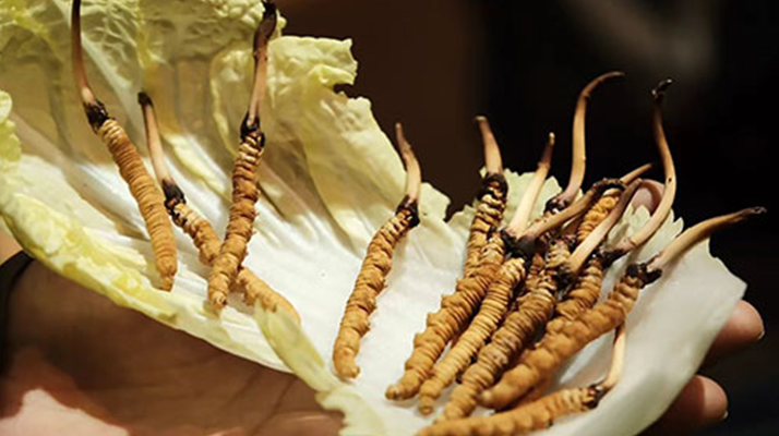 冬蟲夏草：干草與鮮草的終極對比，哪種更適合你？