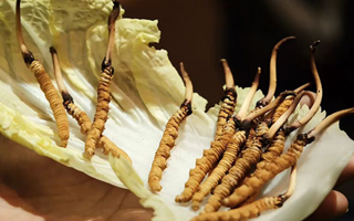 冬蟲夏草：干草與鮮草的終極對比，哪種更適合你？