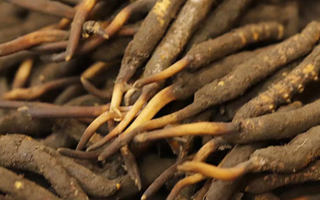 冬蟲夏草鮮草的“黃金幾個(gè)月”：大自然的生命密碼