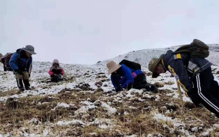 冬蟲夏草鮮草采挖：一場與高原的生命對話