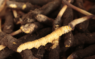 吃鮮冬蟲夏草會便秘嗎？科學(xué)解讀蟲草與腸道健康的微妙關(guān)系