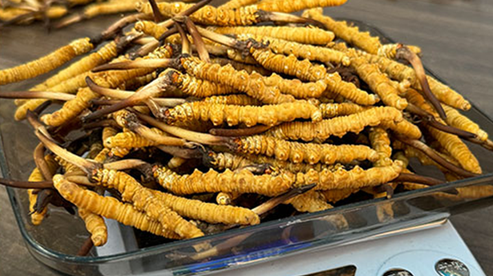 冬蟲夏草鮮草的黃金食用期，你知道嗎？