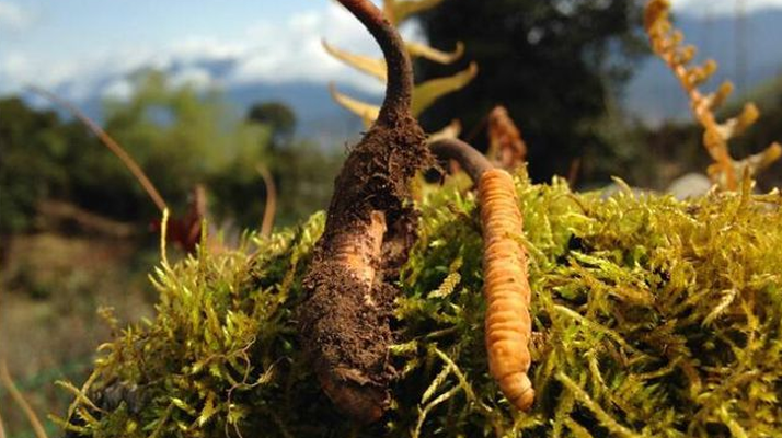 新鮮冬蟲(chóng)夏草多少錢(qián)一斤？深度解析價(jià)格背后的奧秘