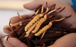 新鮮冬蟲夏草能保存多久？科學(xué)保存指南來了