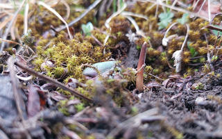 鮮冬蟲夏草辨別全攻略：識破真假，挑選優(yōu)質(zhì)好蟲草? ? ? ?