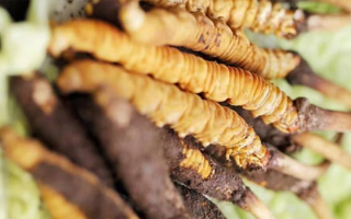 鮮冬蟲夏草適合哪些人？一文讀懂適用人群與禁忌