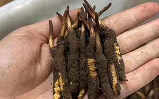 鎖住鮮蟲草的珍貴：科學(xué)存放指南