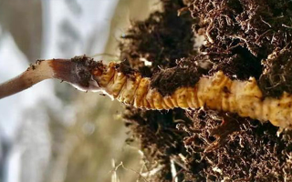 新鮮冬蟲夏草能生吃嗎？揭秘健康食用真相