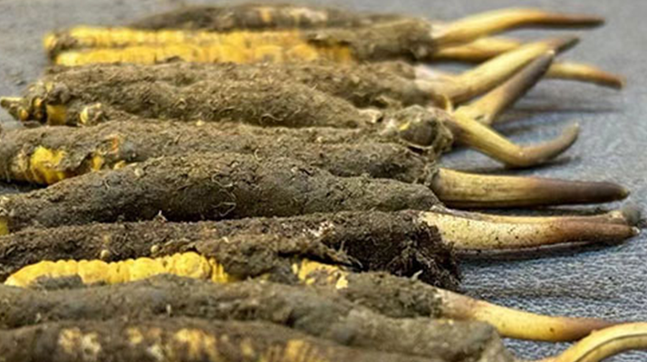 新鮮冬蟲夏草吃幾克好？科學(xué)用量指南