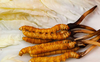 一克鮮草，千金之珍：探秘 1 克新鮮冬蟲夏草