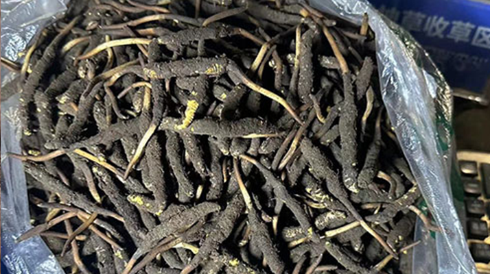 冬蟲(chóng)夏草可以吃鮮的嗎？一文為你揭秘