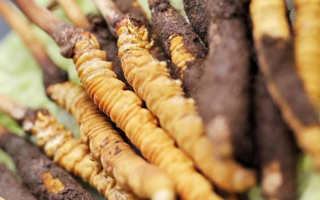 冬蟲夏草：干品與鮮品，誰更勝一籌？