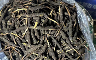 冬蟲(chóng)夏草可以吃鮮的嗎？一文為你揭秘