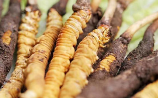 冬蟲夏草：曬干食用還是鮮食更優(yōu)？