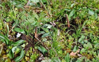 西藏那曲鮮草上市時間揭秘