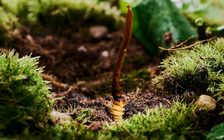 鮮冬蟲(chóng)夏草產(chǎn)后可以吃嗎?