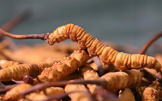 老人可以喝冬蟲夏草嗎？一文讀懂