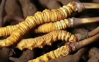 鮮冬蟲夏草怎么吃味道好？解鎖舌尖上的滋補盛宴