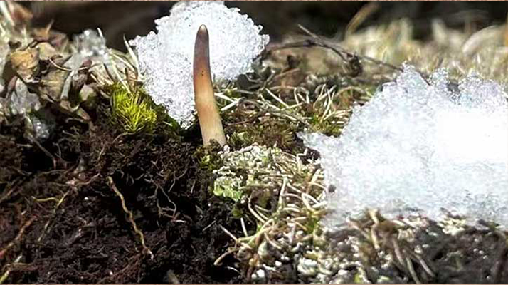 探秘雪域珍寶:最大的新鮮<a href=http://m.dxpav.com/ target=_blank class=infotextkey><a href=http://m.dxpav.com/s/nqcc/ target=_blank class=infotextkey>那曲冬蟲夏草</a></a>