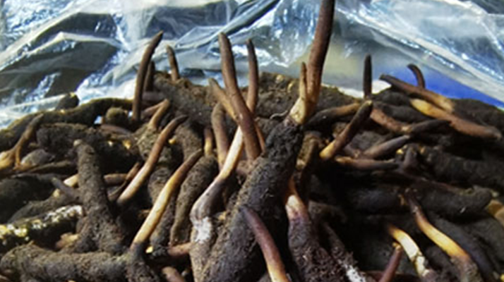 1 克<a href=http://m.dxpav.com/xinxian/ target=_blank class=infotextkey>新<a href=http://m.dxpav.com/xinxian/ target=_blank class=infotextkey>鮮冬蟲夏草</a></a>的價格揭秘