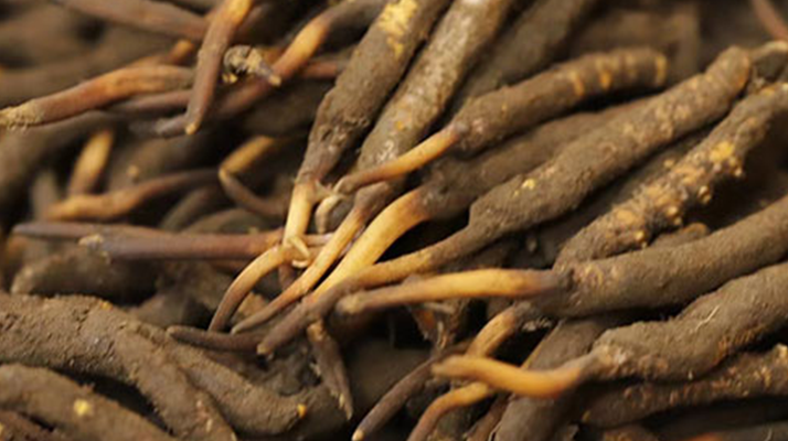 冬蟲夏草可以提高男性功能嗎？科學(xué)解析來了