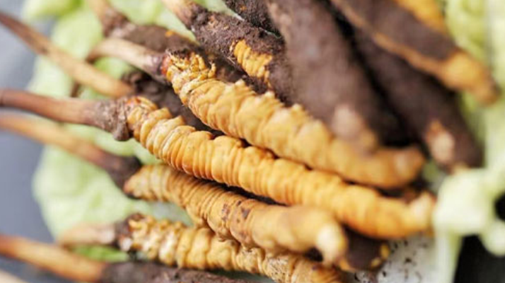 寶寶可以吃新鮮冬蟲夏草嗎？