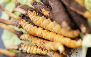 寶寶可以吃新鮮冬蟲夏草嗎？