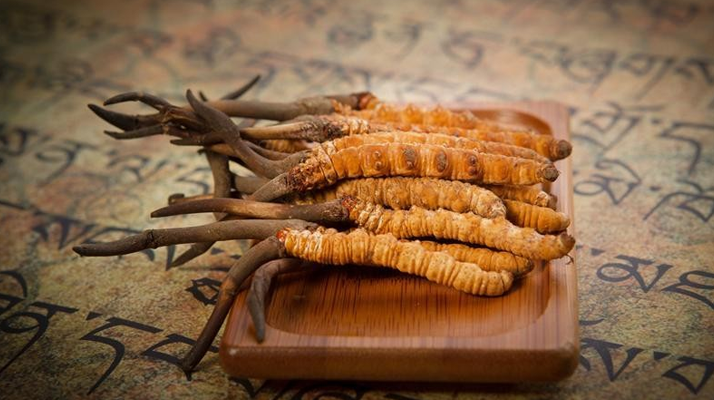 冬蟲夏草鮮草會(huì)上火嗎？科學(xué)解讀其食用特性
