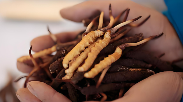 冬蟲夏草鮮草幾月份采挖？產(chǎn)地與時(shí)節(jié)的奧秘