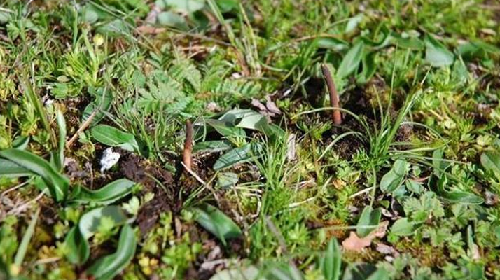 冬蟲夏草鮮草好不好喝？探尋獨(dú)特的味覺(jué)體驗(yàn)