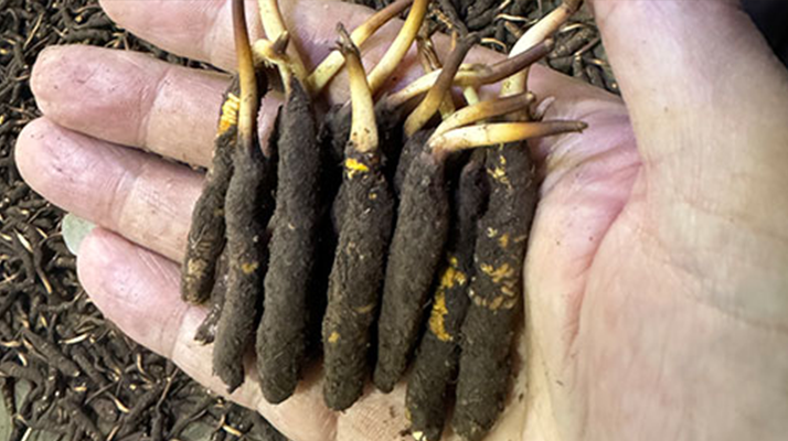 尋草之旅：踏上尋找<a href=http://m.dxpav.com/xinxian/ target=_blank class=infotextkey>新<a href=http://m.dxpav.com/xinxian/ target=_blank class=infotextkey>鮮冬蟲夏草</a></a>的征程