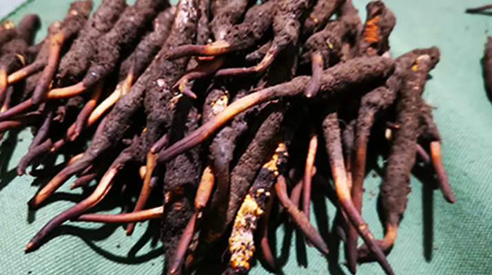 新鮮冬蟲夏草哪里買？全渠道選購指南