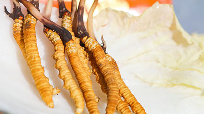 冬蟲夏草鮮草一般哪里有？多渠道獲取指南