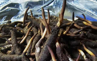 新鮮冬蟲夏草能放多久吃？一文掌握儲存與食用期限