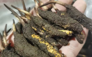 新鮮冬蟲夏草購(gòu)買指南? ? ? ?