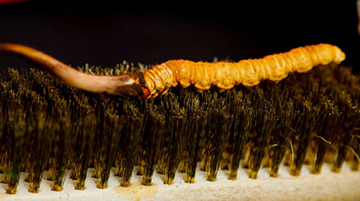 鮮冬蟲(chóng)夏草什么口感最好？探尋舌尖上的滋補(bǔ)美味? ? ? ?