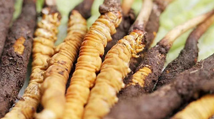 鮮冬蟲夏草能存放多久？科學(xué)保存指南來了