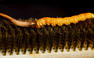 鮮冬蟲(chóng)夏草什么口感最好？探尋舌尖上的滋補(bǔ)美味? ? ? ?