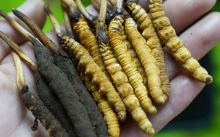 鮮冬蟲夏草如何打粉末保存？實(shí)用指南來(lái)了