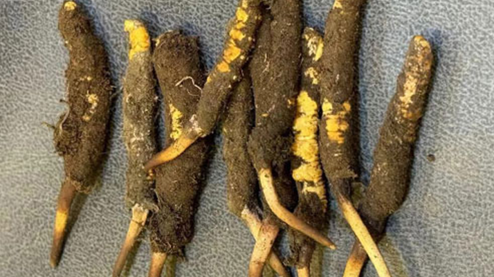 野生冬蟲夏草一斤多少錢？多維度價(jià)格解析