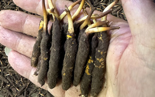 3000 條蟲草一克是幾只？深入解析蟲草規(guī)格與重量關(guān)系? ? ? ?