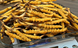 3 根一克蟲(chóng)草的價(jià)格解析