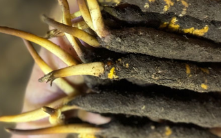 蟲草怎么存放比較好？科學(xué)保存指南