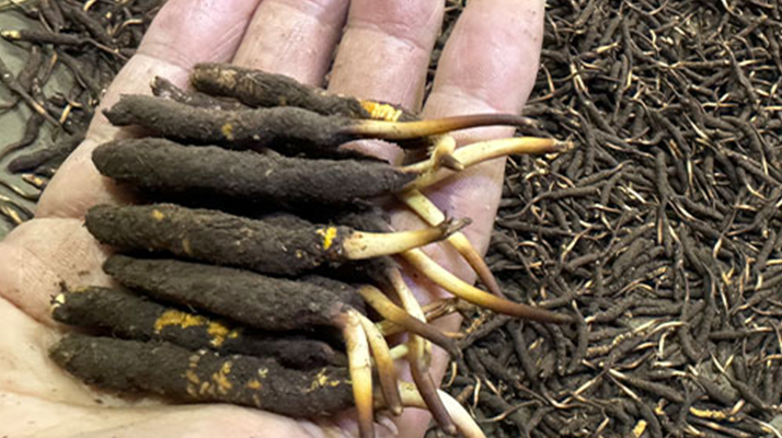 冬蟲(chóng)夏草的科學(xué)保管:鎖住雪域珍寶的活性密碼?