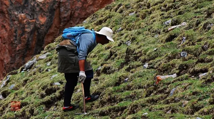 冬蟲夏草什么時候采挖？最佳采挖時節(jié)與科學依據