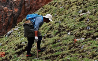冬蟲夏草什么時候采挖？最佳采挖時節(jié)與科學依據